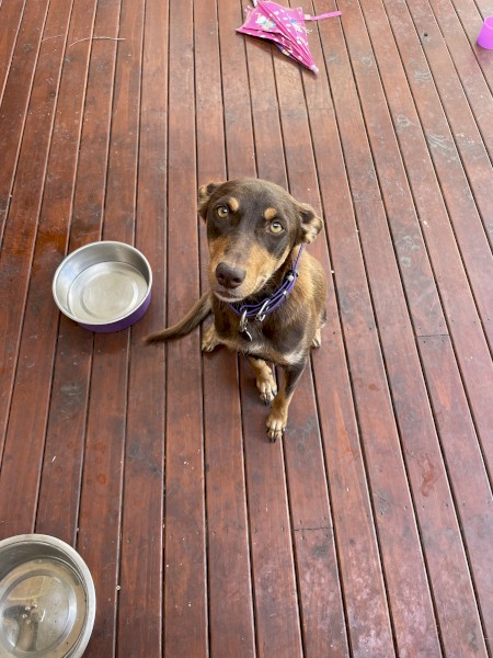 Red and tan kelpie puppies