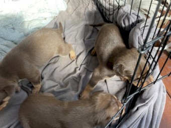 Red and tan kelpie puppies