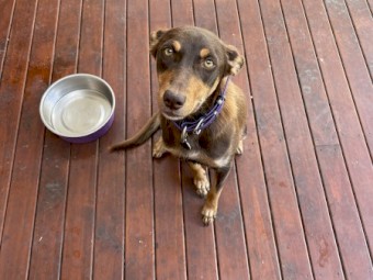 Red and tan kelpie puppies