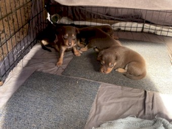 Red and tan kelpie puppies