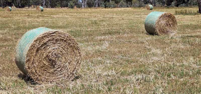 Wheaten and Rye 5x4 Round bales