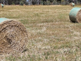 Wheaten and Rye 5x4 Round bales