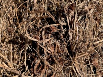 Clover/Rye Grass Pasture Hay 8x4x3 Bales (21/22)