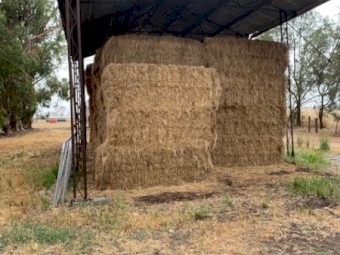 Clover/Rye Grass Pasture Hay 8x4x3 Bales (21/22)
