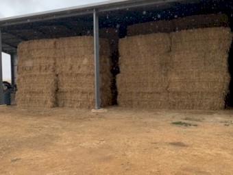 Clover/Rye Grass Pasture Hay 8x4x3 Bales (New Season 22/23)