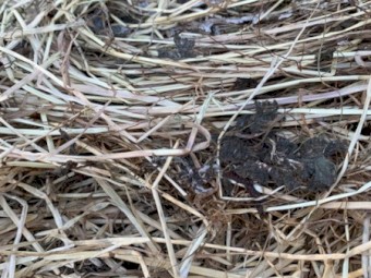 Clover/Rye Grass Pasture Hay 8x4x3 Bales (New Season 22/23)