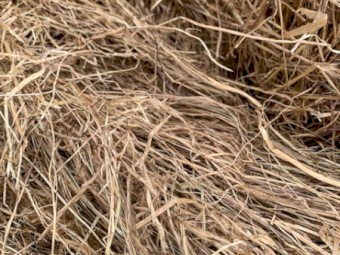 2022 8x4x3 Rye Grass/Clover Pasture Hay 100 Bales