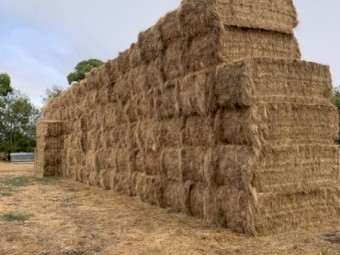 2022 8x4x3 Rye Grass/Clover Pasture Hay 100 Bales