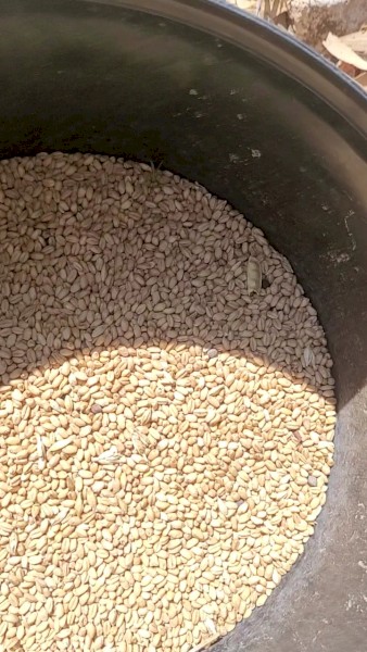 43mt   Wheat have some Vetch and barley with it