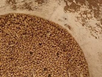 43mt   Wheat have some Vetch and barley with it