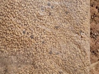 43mt   Wheat have some Vetch and barley with it