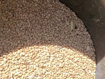 43mt   Wheat have some Vetch and barley with it