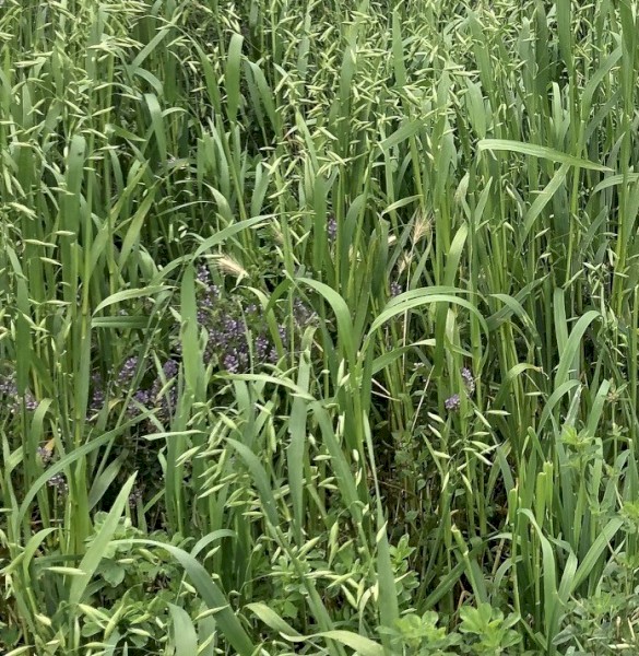 Fresh Oaten Lucerne Hay