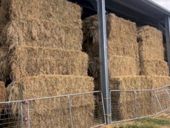 Fresh Oaten Lucerne Hay