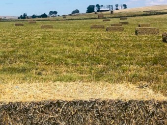 Fresh Oaten Lucerne Hay