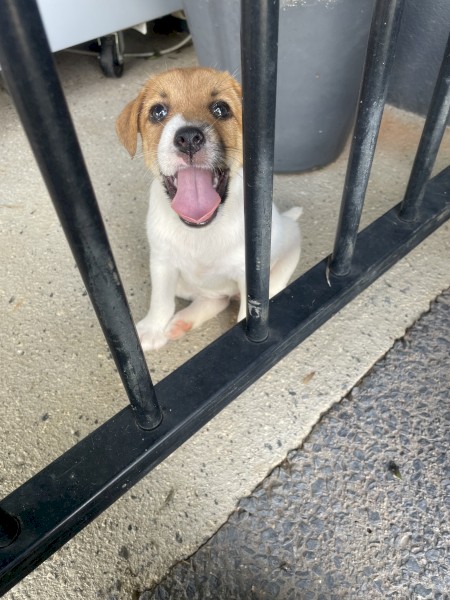 2 Female Jack Russels 