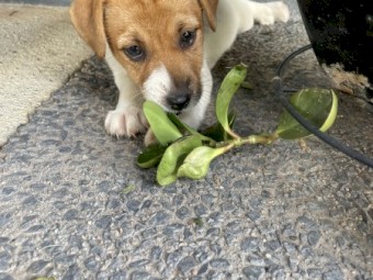2 Female Jack Russels 