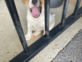 2 Female Jack Russels