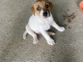 2 Female Jack Russels 