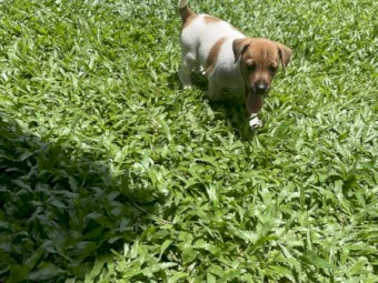 2 Female Jack Russels 