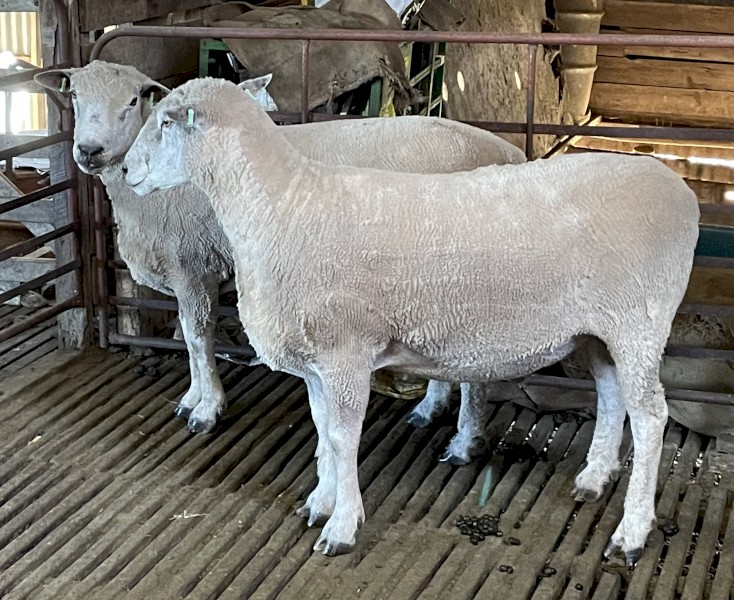 Ryeland  x. Suffolk Rams 