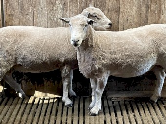 Ryeland  x. Suffolk Rams 