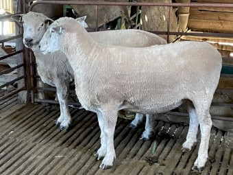 Ryeland  x. Suffolk Rams 