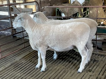 Ryeland  x. Suffolk Rams 