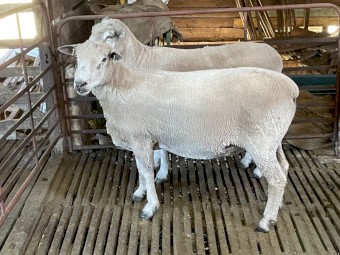 Ryeland  x. Suffolk Rams 