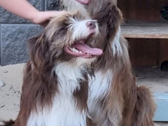 2 Red Border Collies X Tasmanian Smithfield