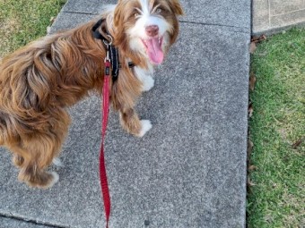 2 Red Border Collies X Tasmanian Smithfield