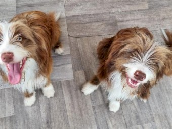 2 Red Border Collies X Tasmanian Smithfield