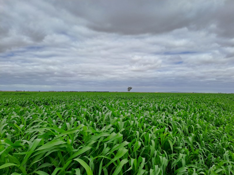 Expresions of Interest Sorghum Hay