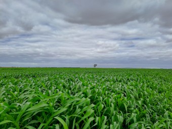 Expresions of Interest Sorghum Hay