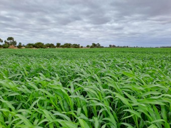 Expresions of Interest Sorghum Hay