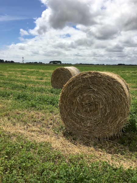 Wheat & Shaftal clover 