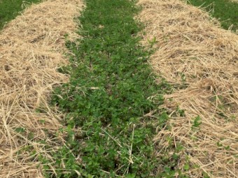 Wheat & Shaftal clover 