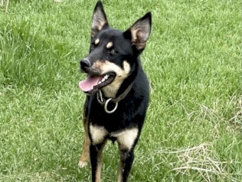 Kelpie female 1 year old 
