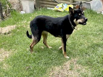 Kelpie female 1 year old 
