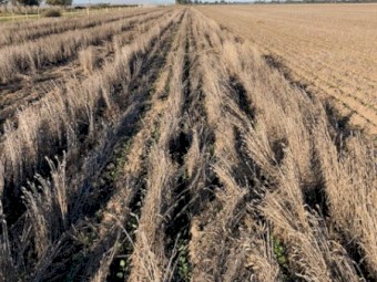 12m Knuckey Bridge Frame Accu Sow