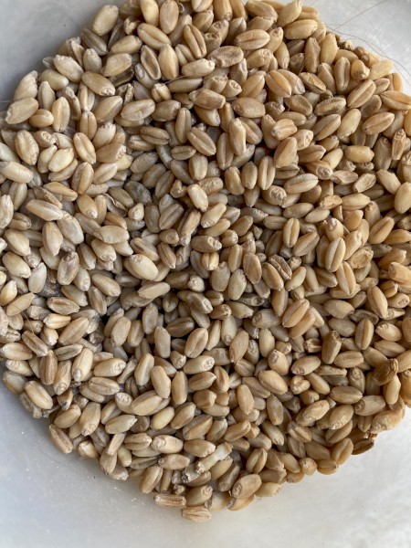 500 mt ASW Wheat