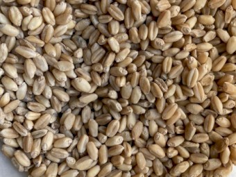 500 mt ASW Wheat