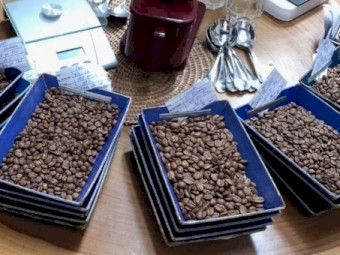 Ethiopian Harrar Coffee | Arabica and Robusta Coffee | Yirgacheffe | Sidamo