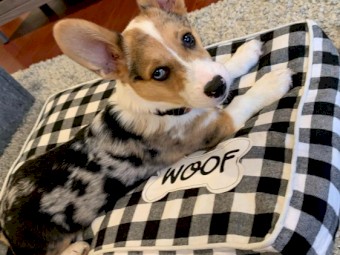 FEMALE AND MALE CORGI PUPPIES