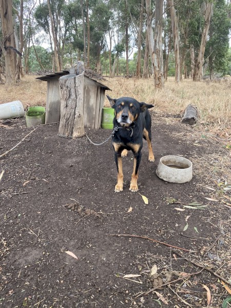 Free working dog, farm sold
