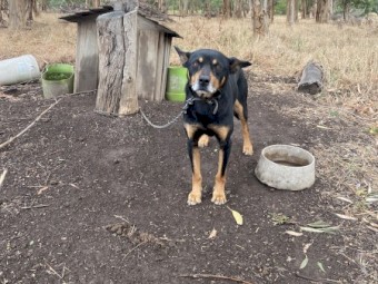 Free working dog, farm sold