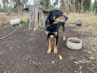 Free working dog, farm sold