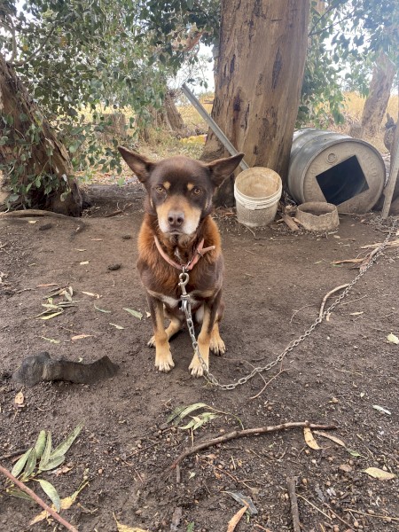 Free working dog, farm sold