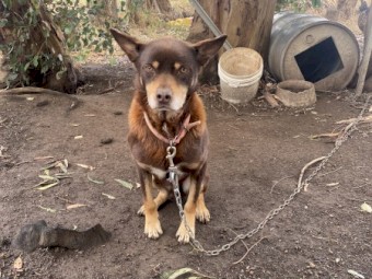 Free working dog, farm sold