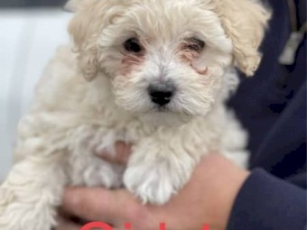Shoodles ( toy poodle and a shih Tuz) puppies